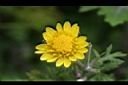 新竹油菊-花12.JPG