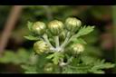 新竹油菊-花苞01.JPG