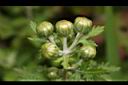 新竹油菊-花苞02.JPG