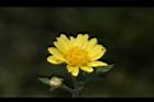 新竹油菊-花18.JPG