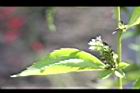 新竹腹水草-花05.JPG
