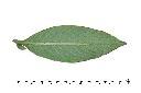 方果水丁香-葉背0.jpg