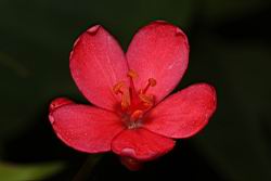 日日櫻-雄花01.JPG
