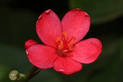 日日櫻-雄花03.JPG