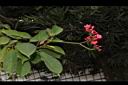日日櫻-花序03.JPG