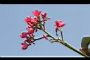 日日櫻-花序05.JPG