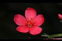日日櫻-雄花00.JPG