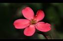 日日櫻-雌花02.JPG