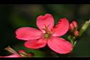日日櫻-雌花04.JPG