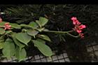 日日櫻-花序01.JPG