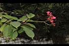 日日櫻-花序04.JPG