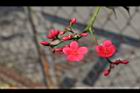 日日櫻-花序10.JPG