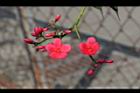 日日櫻-花序11.JPG