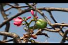 日日櫻-花序14.JPG