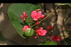 日日櫻-花序19.JPG