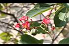 日日櫻-花序20.JPG