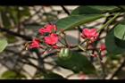 日日櫻-花序22.JPG
