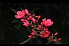 日日櫻-花序23.JPG