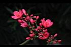 日日櫻-花序24.JPG