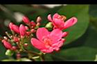 日日櫻-花序27.JPG