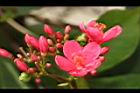 日日櫻-花序28.JPG