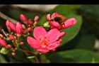 日日櫻-花序29.JPG