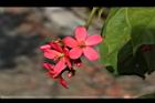 日日櫻-雌花01.JPG