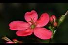 日日櫻-雌花05.JPG