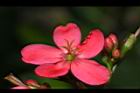 日日櫻-雌花06.JPG
