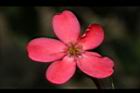 日日櫻-雌花07.JPG