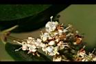 日本女貞-花04.jpg