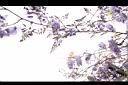 日本紫藤-花09.JPG