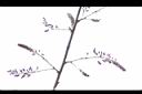 日本紫藤-花苞1.JPG