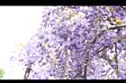 日本紫藤-花22.JPG