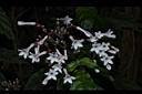 蛇根草-花03.JPG
