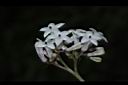 蛇根草-花05.JPG