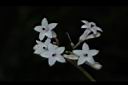 蛇根草-花14.JPG