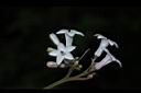 蛇根草-花20.JPG