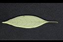 蛇根草-葉背00.jpg
