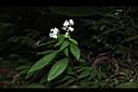 蛇根草09.JPG