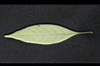 蛇根草-葉背01.jpg