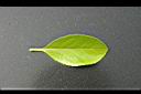 日本衛矛-葉正.JPG