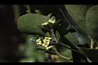 日本衛矛-花01.JPG
