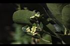 日本衛矛-花02.JPG