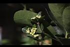 日本衛矛-花05.JPG
