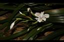 日本鳶尾-花00.JPG