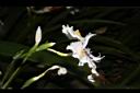 日本鳶尾-花49.JPG