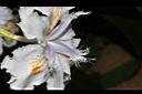 日本鳶尾-花柱01.JPG