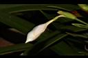 日本鳶尾-花苞09.JPG