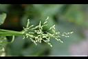 早熟禾-花穗.jpg